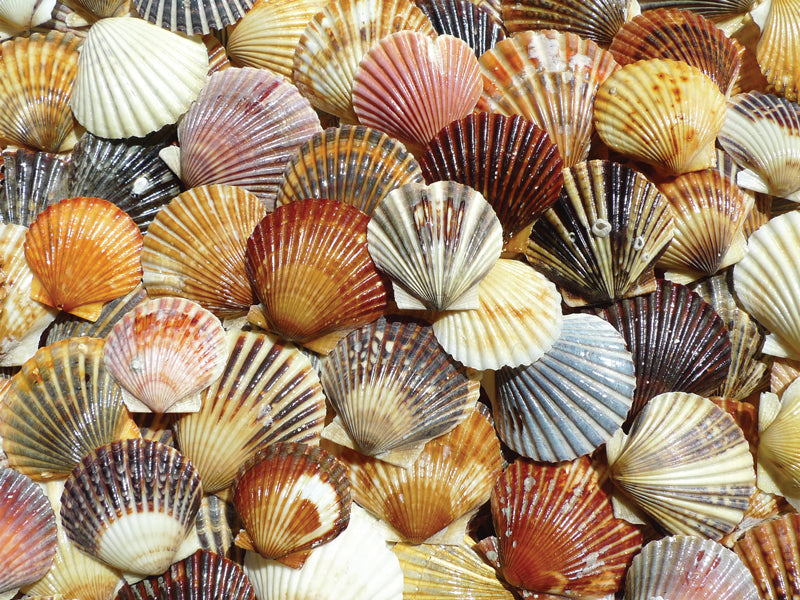 Bay Scallop Beauties Puzzle