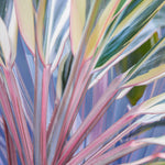 Colored Grasses 2 Giclee Canvas Print - Artist Barbara Markoff
