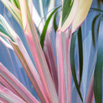Colored Grasses 1 Giclee Canvas Print - Artist Barbara Markoff