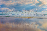 Sea Birds in Flight Canvas Art Print - Artist Barbara Markoff