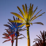 Colored Palm 1 Giclee Canvas Print - Artist Barbara Markoff