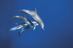Bottle Nose Dolphins Canvas Art Print - Artist 1x Collection
