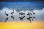 Cranes Canvas Art Print - Artist 1x Collection