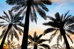 Vintage Palms 2 Canvas Art Print - Artist  Karla West
