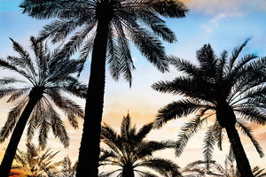 Vintage Palms 2 Canvas Art Print - Artist  Karla West