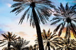 Vintage Palms I Canvas Art Print - Artist  Karla West
