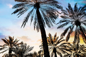 Vintage Palms I Canvas Art Print - Artist  Karla West