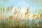 Summer Breeze 2 Canvas Art Print - Artist Dianne Poinski