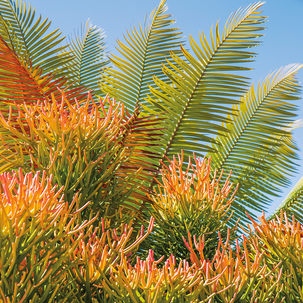 Pencil Cactus Giclee Canvas Print - Artist Barbara Markoff