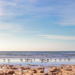 Reef Birds Giclee Canvas Print - Artist Barbara Markoff