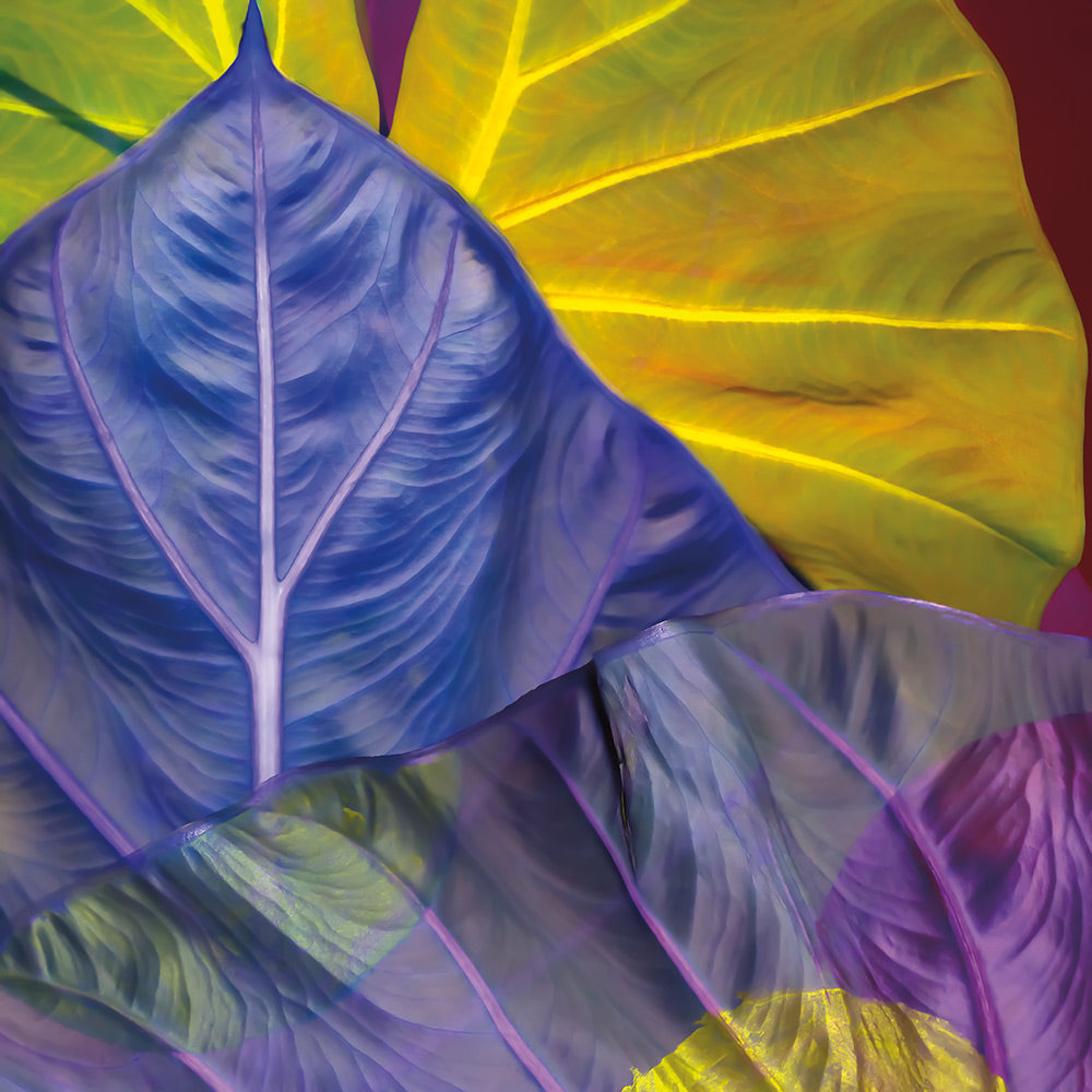 Lorem Ipsom Giclee Canvas Print - Artist  Kate Blacklock