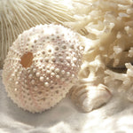 Coastal Style Giclee Art Print close-up of a sea urchin shell and coral on sand