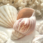 Coastal Decor Giglee Art Print of two seashells on a sandy surface with coral in the background