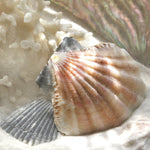 Coatal Decor Giclee Art Print close-up of a scallop shell on sand with coral in the background
