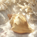 Coatal Decor Giclee Art Print - Shell on sand with coral in the background
